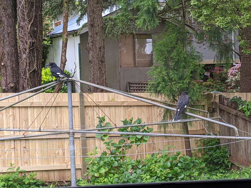 Two resolute currawongs perched on the clothesline