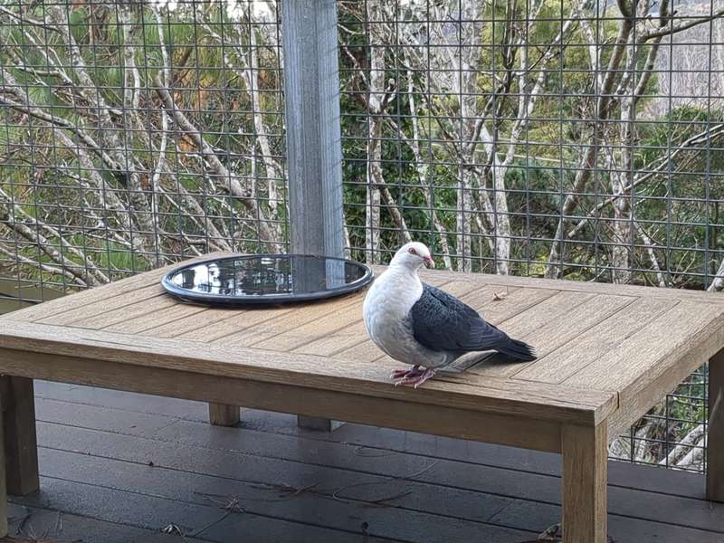 A white headed pigeon on the front balcony during Winter 2024