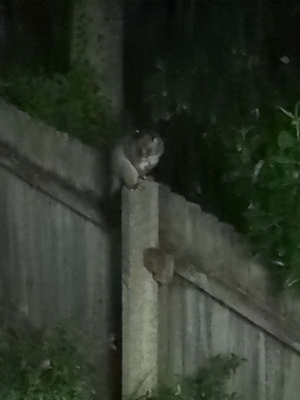 A possum on the back fence looking very sheepish