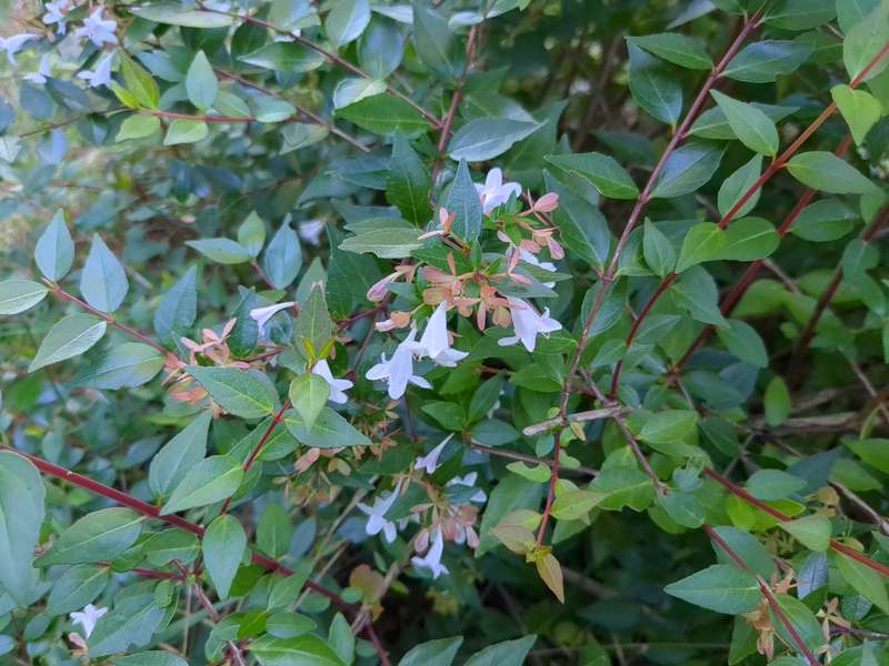 abelia_grand_flowers