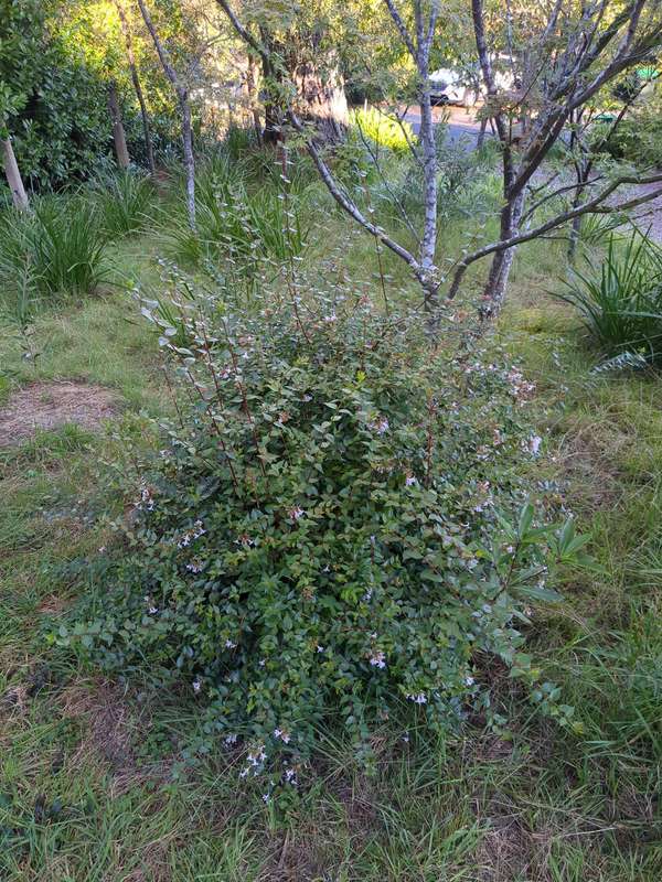 abelia_grand_overview