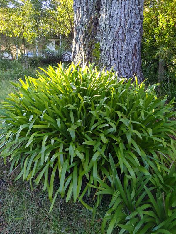 agapanthus_overview