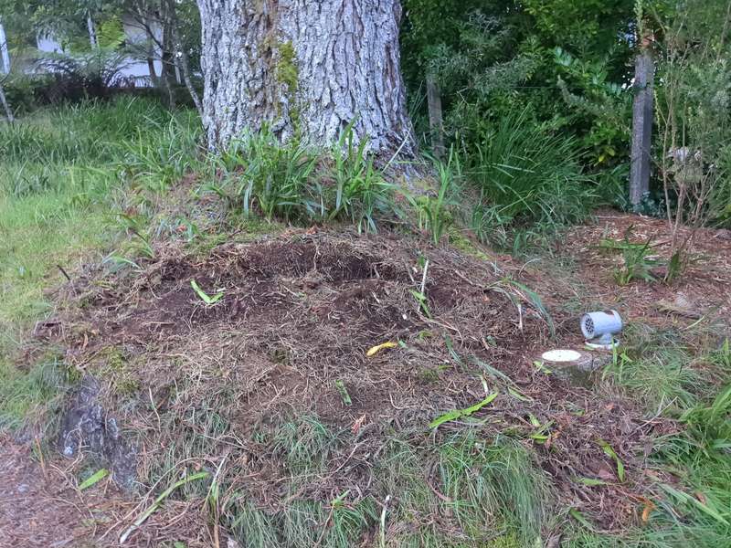 Section of front yard after agapanthus were removed in March 2024
