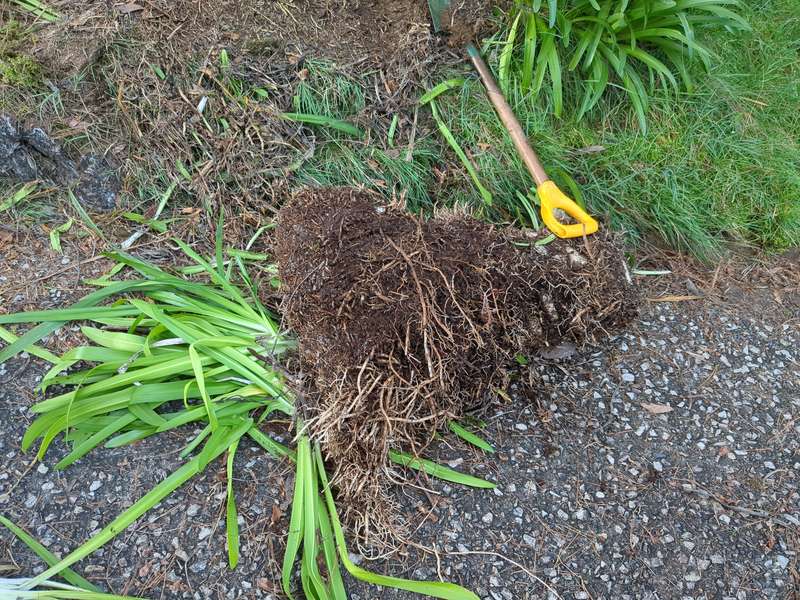 A clump of removed agapanthus showing how the roots become intertangled over time
