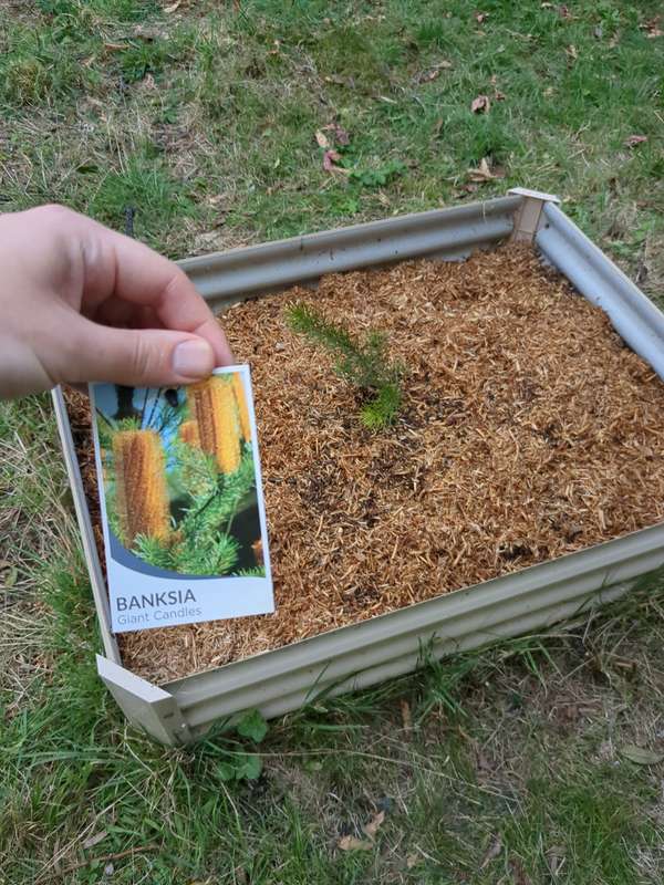 banksia_giant_candles_first_planting