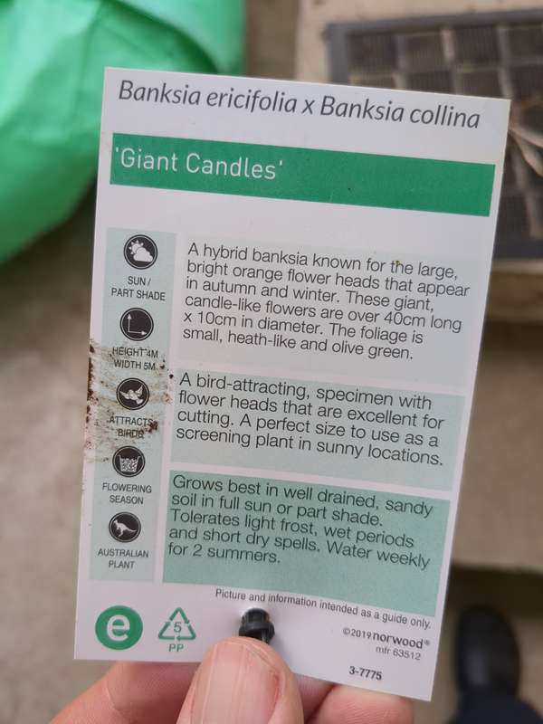 banksia_giant_candles_label
