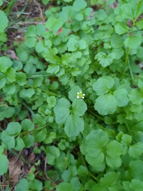 Closeup photo of bittercress flowers