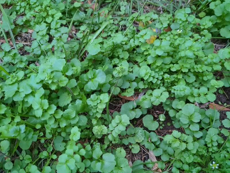 Photo of bittercress leaves forming regular patterns