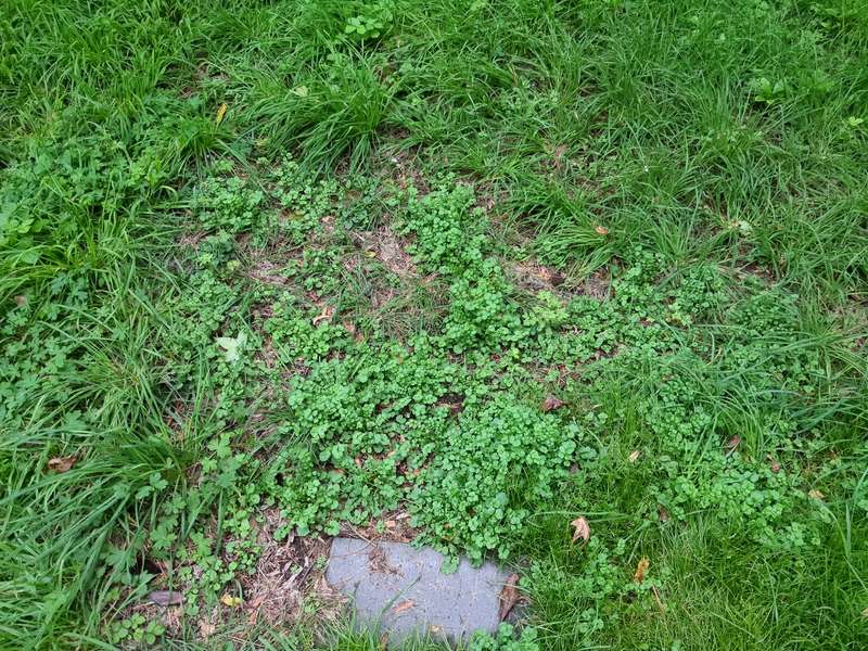 Photo of bittercress taking over a patch of dead lawn