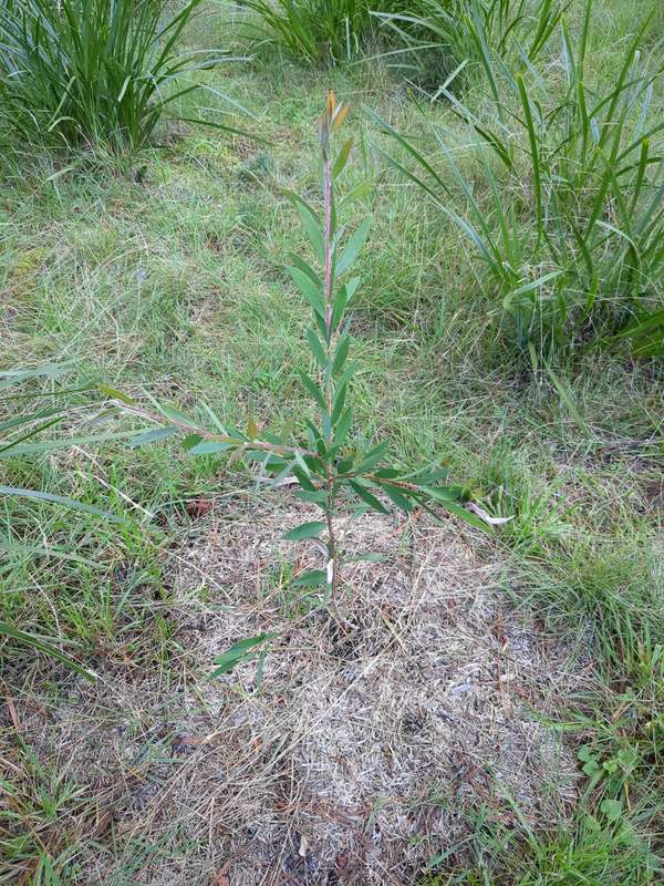 Photo of a young Crimson bottlebrush in February 2024