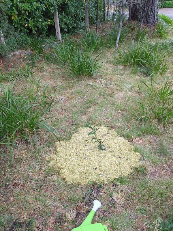 Photo of the crimson bottlebrush first planting