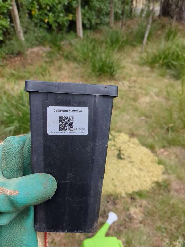 Photo of the crimson bottlebrush label as a QR code