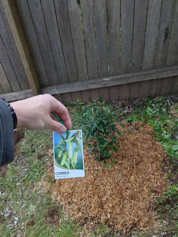 correa_chefs_hat_first_planting