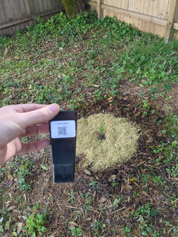 Photo of rock correa first planting