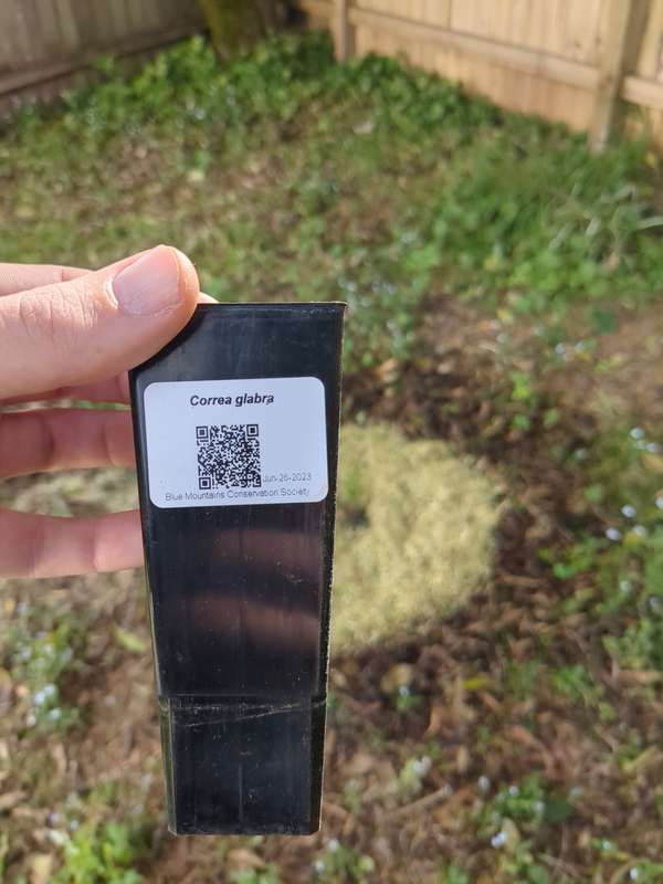Photo of rock correa label as a QR code