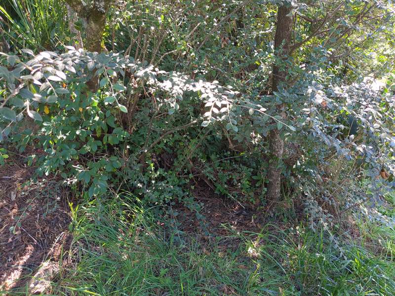 Photo of cotoneaster