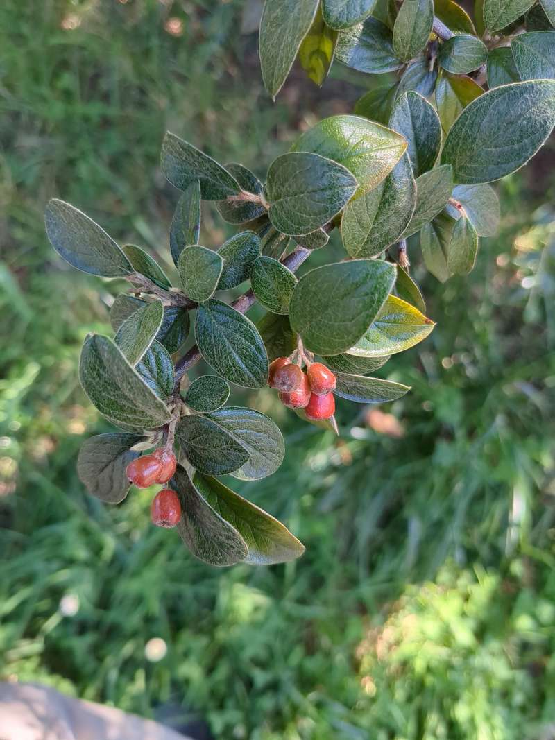Photo of cotoneaster seeds