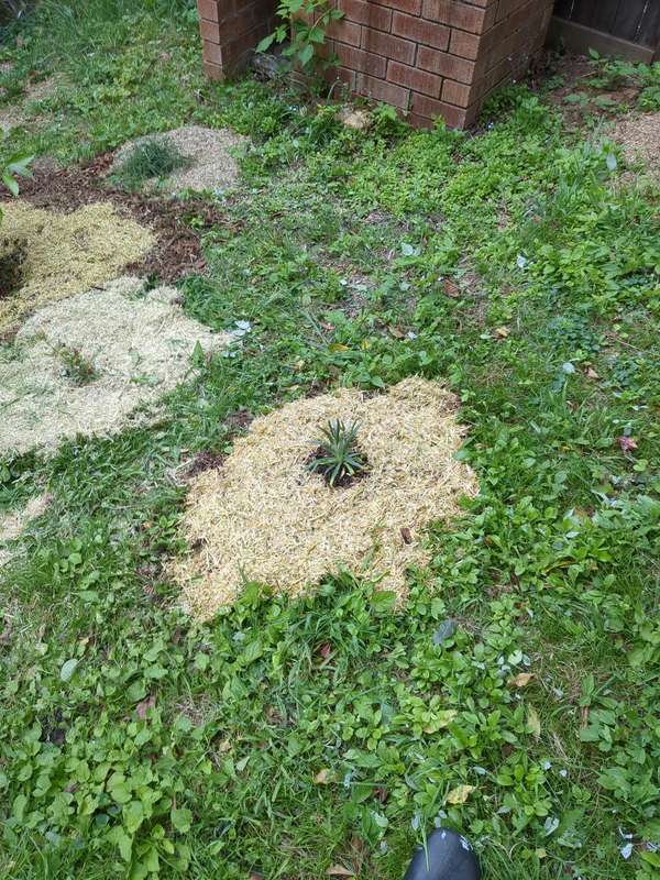 Photo of snow daisy first planting