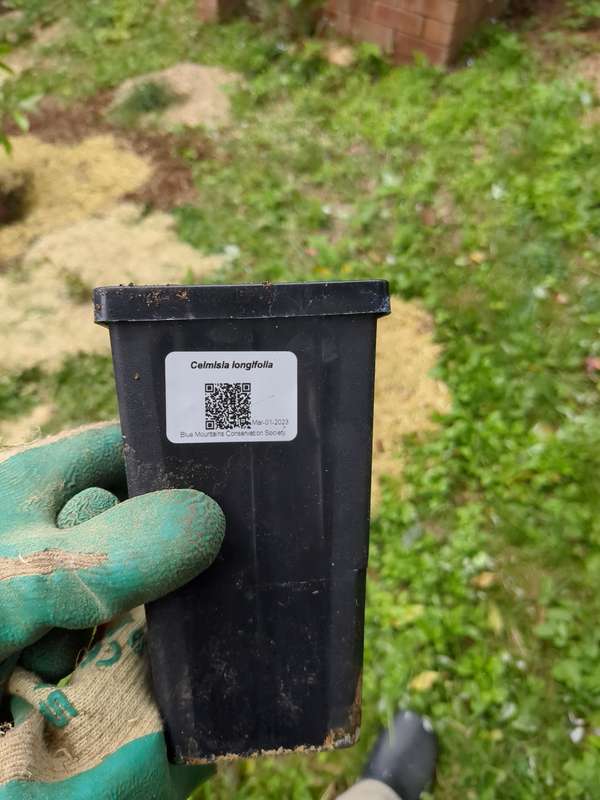 Photo of snow daisy QR code label