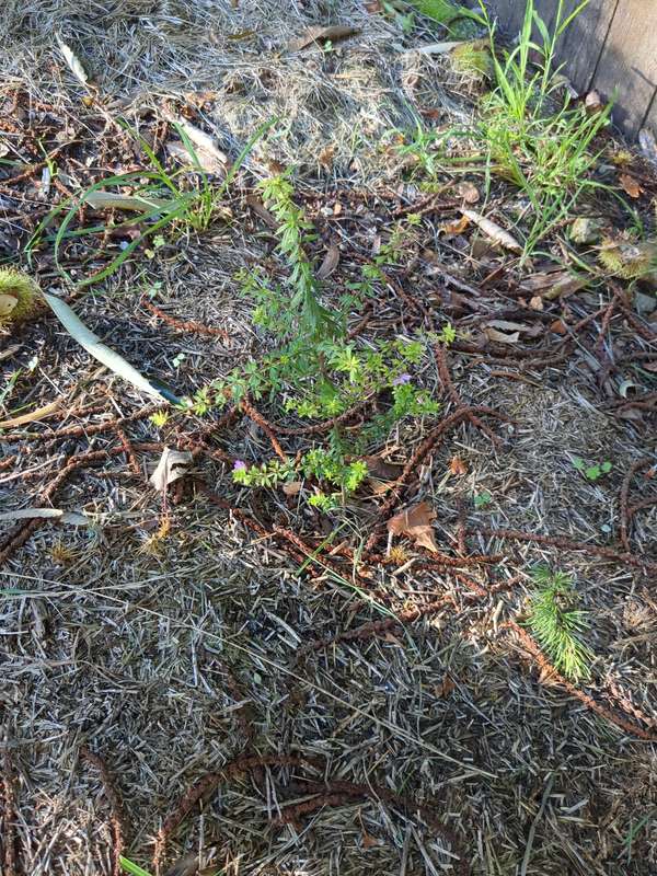 Photo of dog rose in February 2024