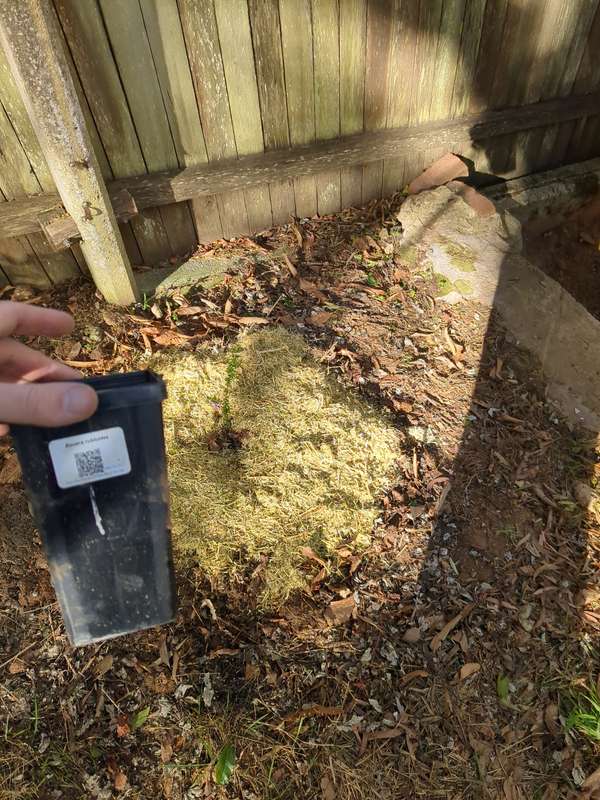 Photo of dog rose initial planting