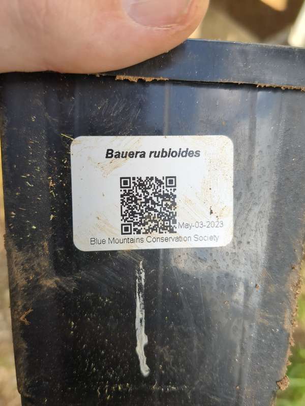 Photo of the dog rose label as a QR code