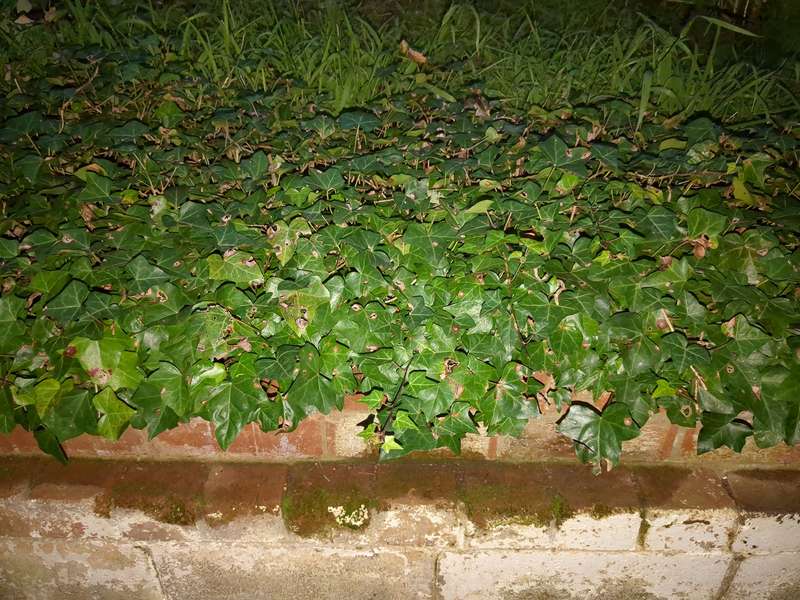 Photo of english ivy that has since been removed