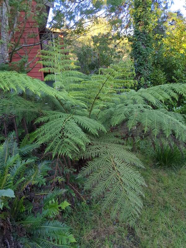 fern_overview