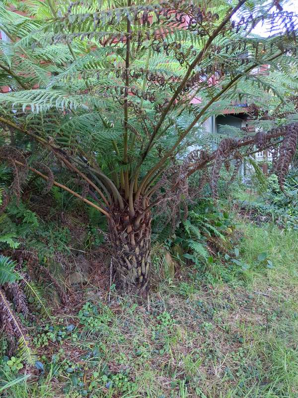 fern_inner
