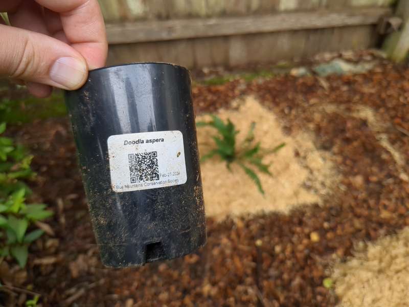Photo of rough fern label