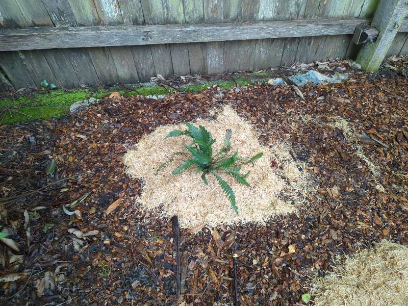 Photo of rough fern planting