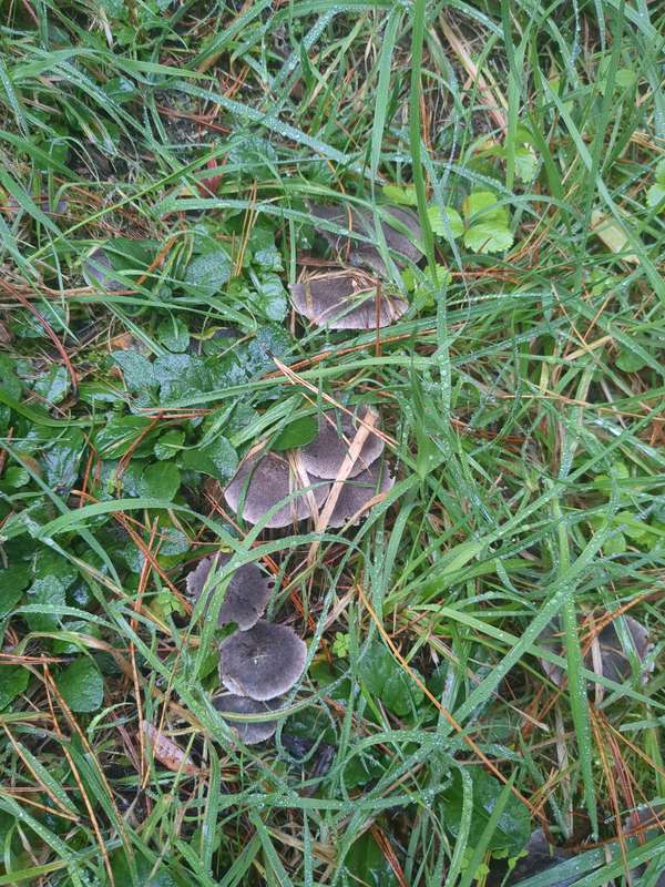 Grey circular fungi in the grass in April 2024
