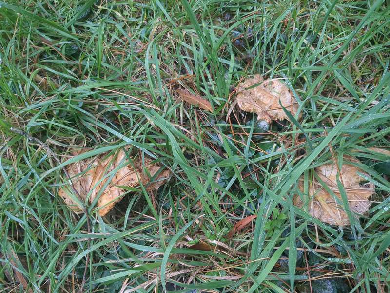 Orange frilled and partially eaten fungi in the grass in April 2024