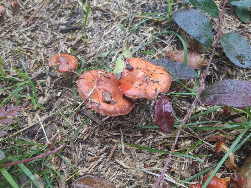 Red flat circular fungi in the mulch in April 2024