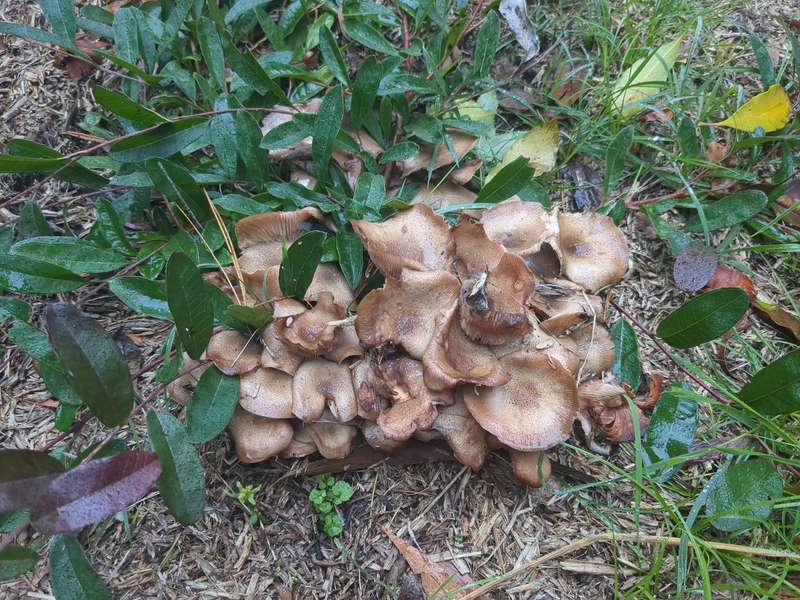 Tan voluminous fungi in the mulch in April 2024