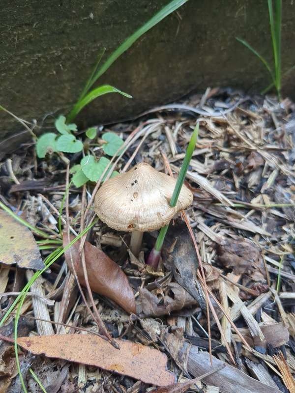 Tulip bulb shoot piercing a small fungi