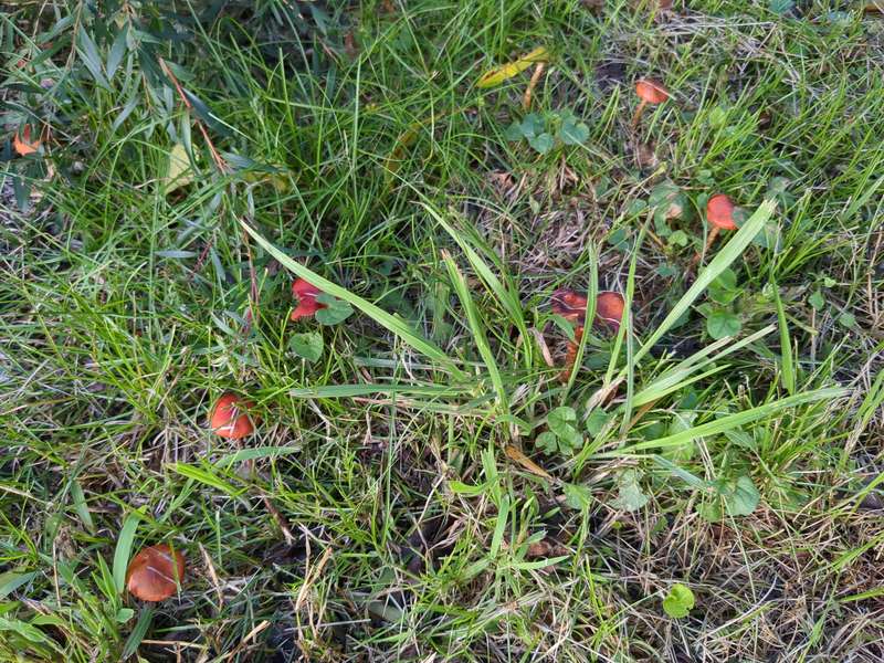Red toadstool fungi in the grass in April 2024