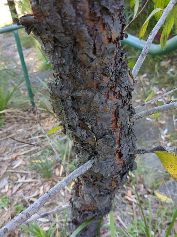 Photo of Geebung bark