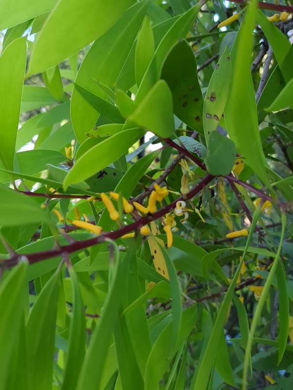 Photo of Geebung flowers