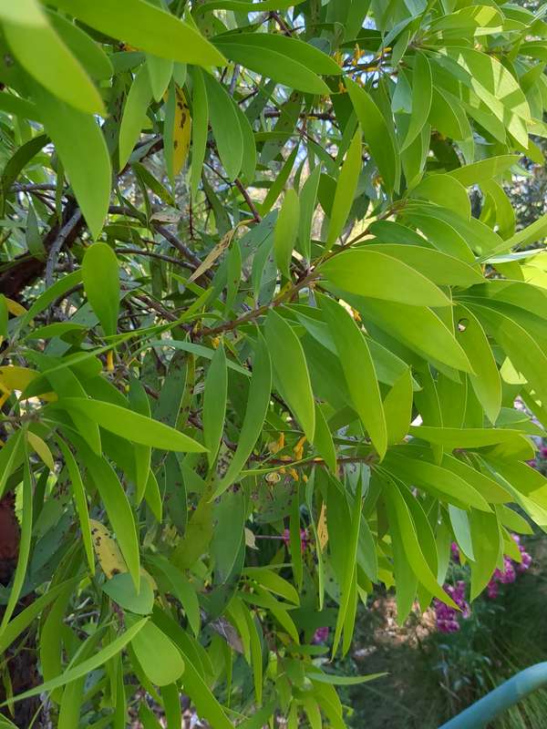 Photo of Geebung leaves