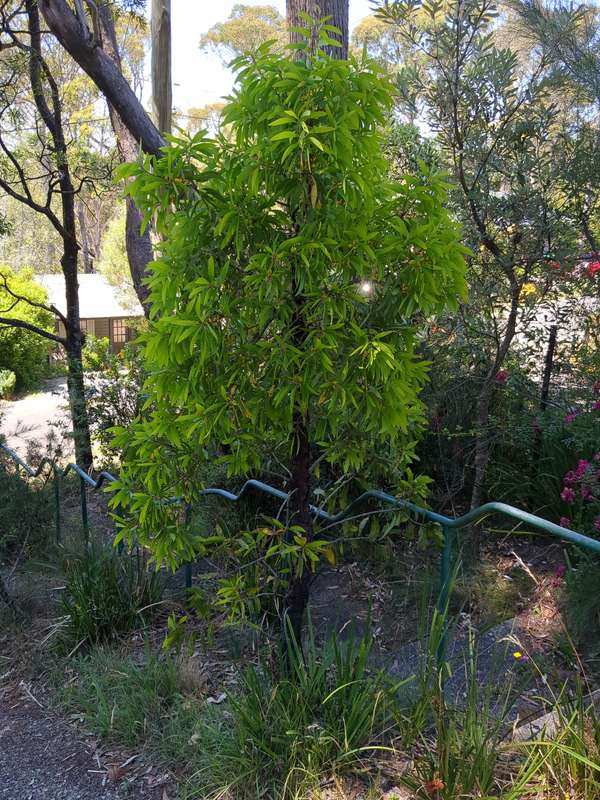 Photo of Feebung tree