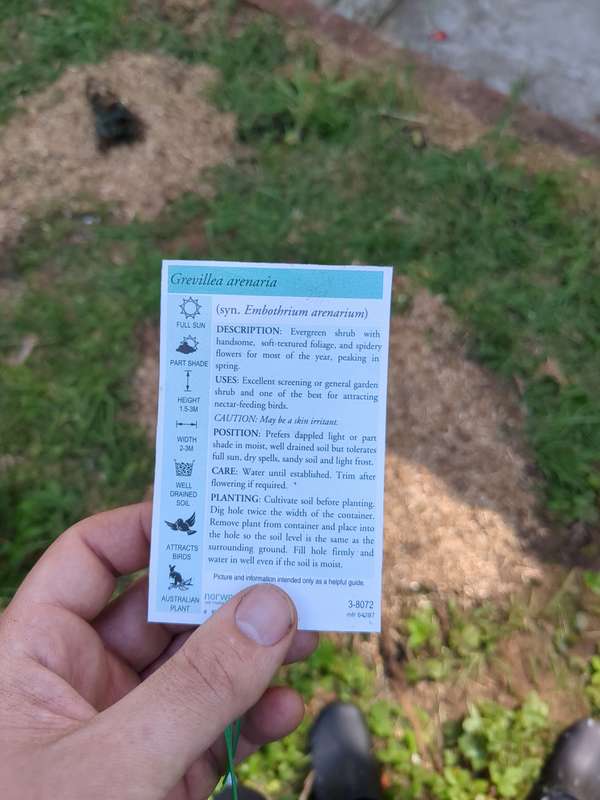 grevillea_arenia_label