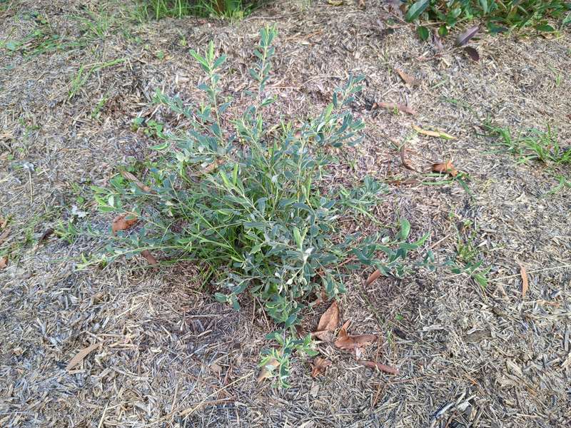 grevillea_arenia_overview