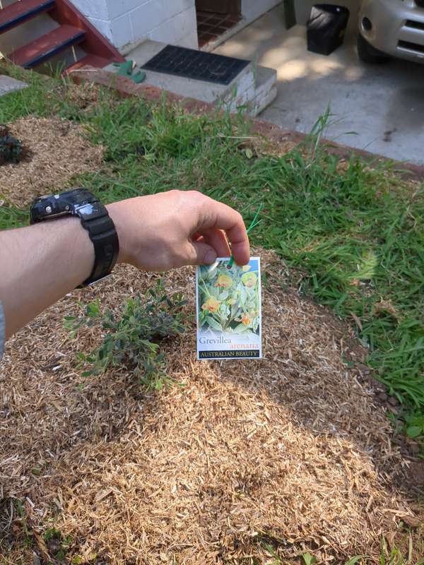 grevillea_arenia_first_planting