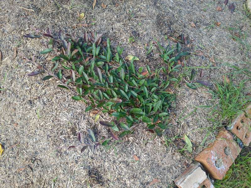 Photo of grevillea crimson carpet in February 2024 looking down