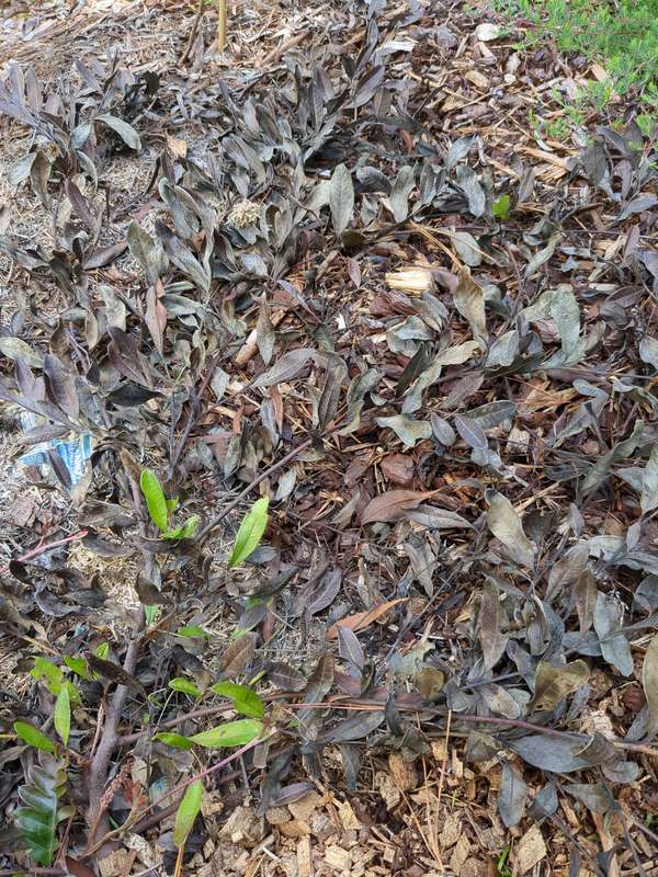 Photo of Grevillea crimson carpet grey and dead