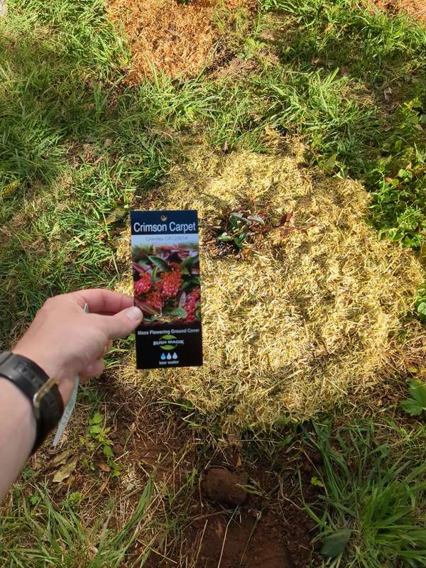Photo of Grevillea Crimson Carpet first planting