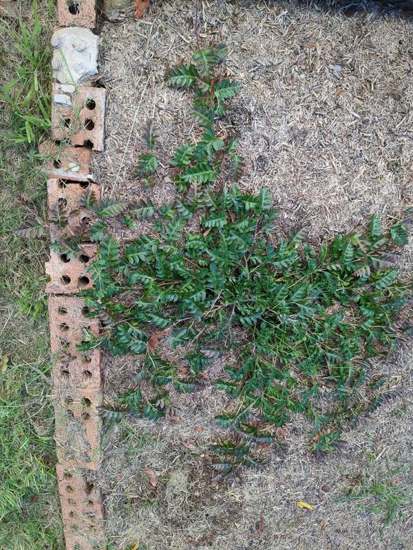 grevillea_fish_bone_flat_overview