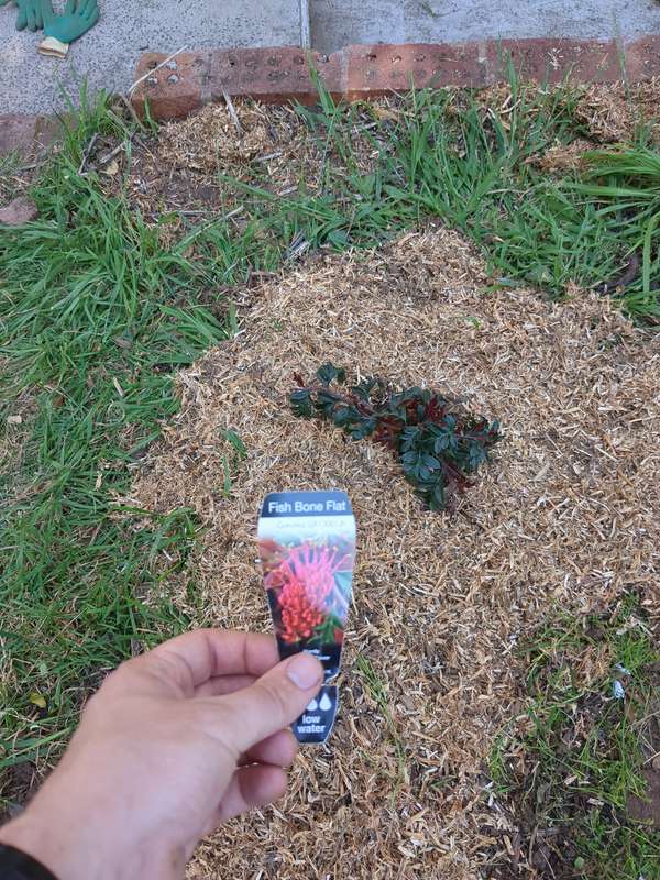 grevillea_fish_bone_flat_first_planting