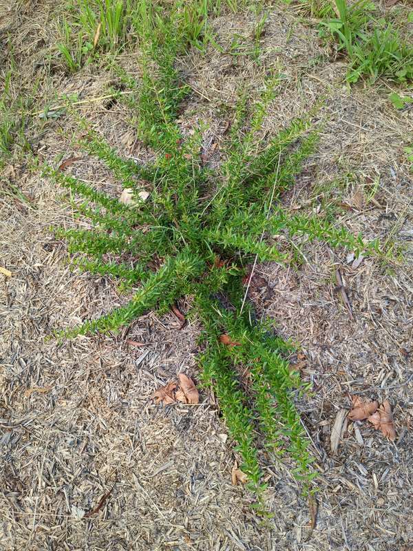 grevillea_new_blood_overview